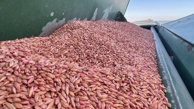 Türkiye'nin hububat ihracatı 211 ülkeye ulaştı: 5 ayda 4,8 milyar dolar