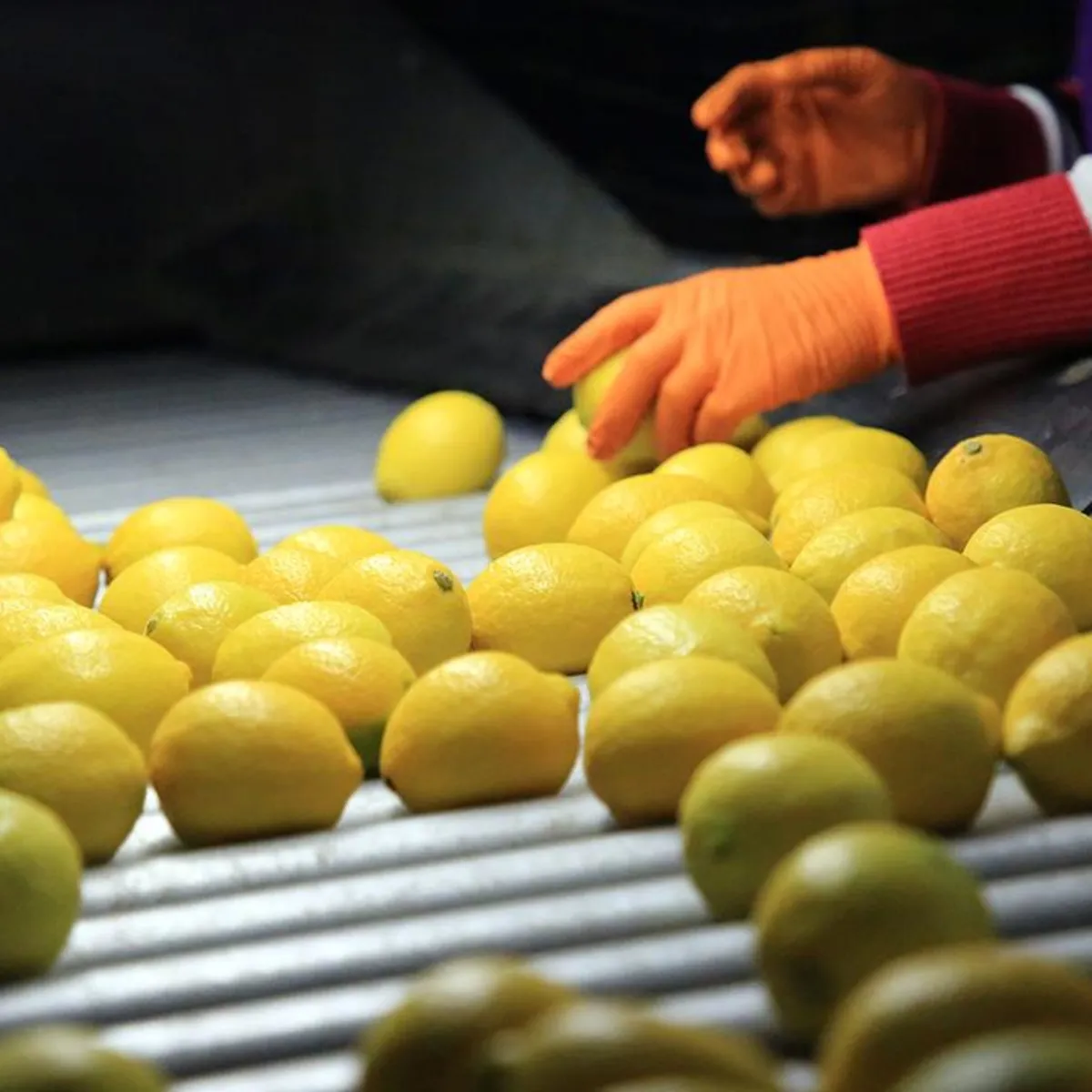 Türkiye dünyada 5'inci sırada! Limon ihracatı ilk 4 ayda 195 milyon dolara ulaştı
