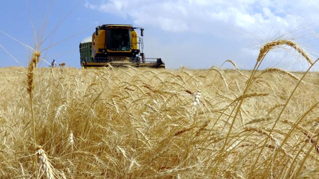 Türkiye tarımda Avrupa şampiyonu, dünyada 7. sırada