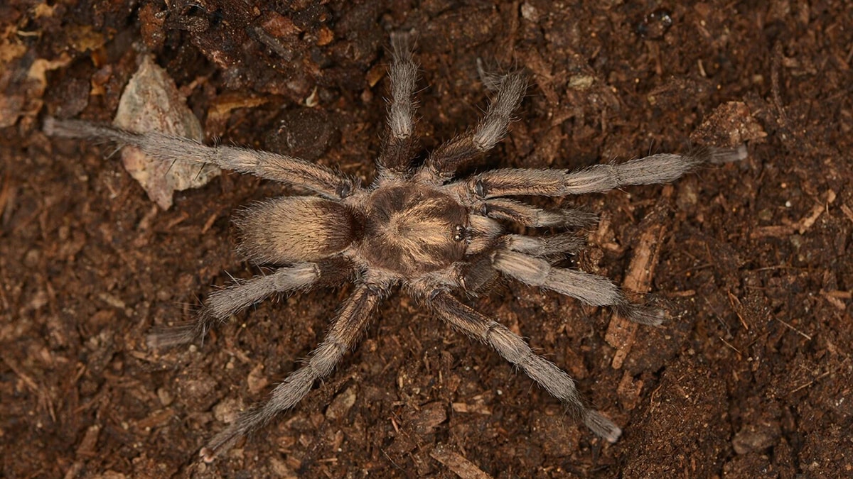 Türkiye'nin yeni tarantula türü 34 yıl sonra tescil edildi
