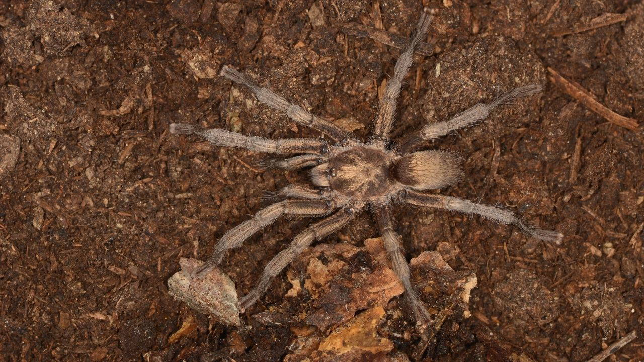 Türkiye'nin 34 yıllık sır ortağı: Yeni tarantula türü tescillendi