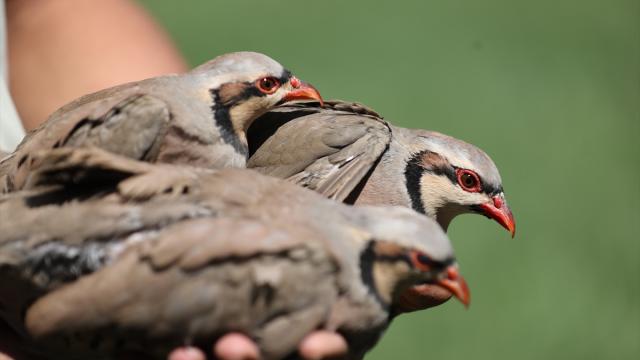 Türkiye'nin Keneyle Mücadele Ordusu Büyüyor: 51 Bin Keklik ve Sülün Doğaya Salınacak