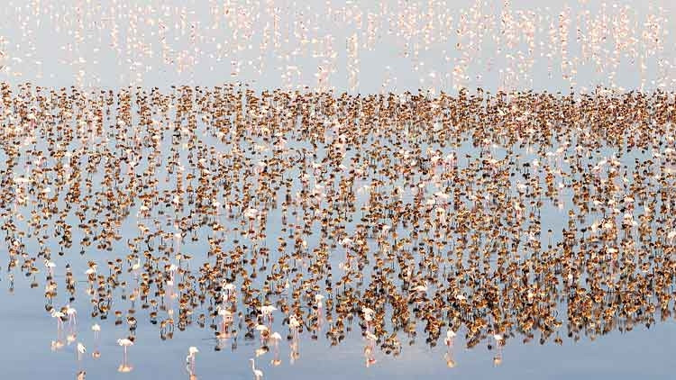 Tuz Gölü'nde Flamingo Rekoru: 12 Bin 800 Yavru Kuluçkadan Çıktı