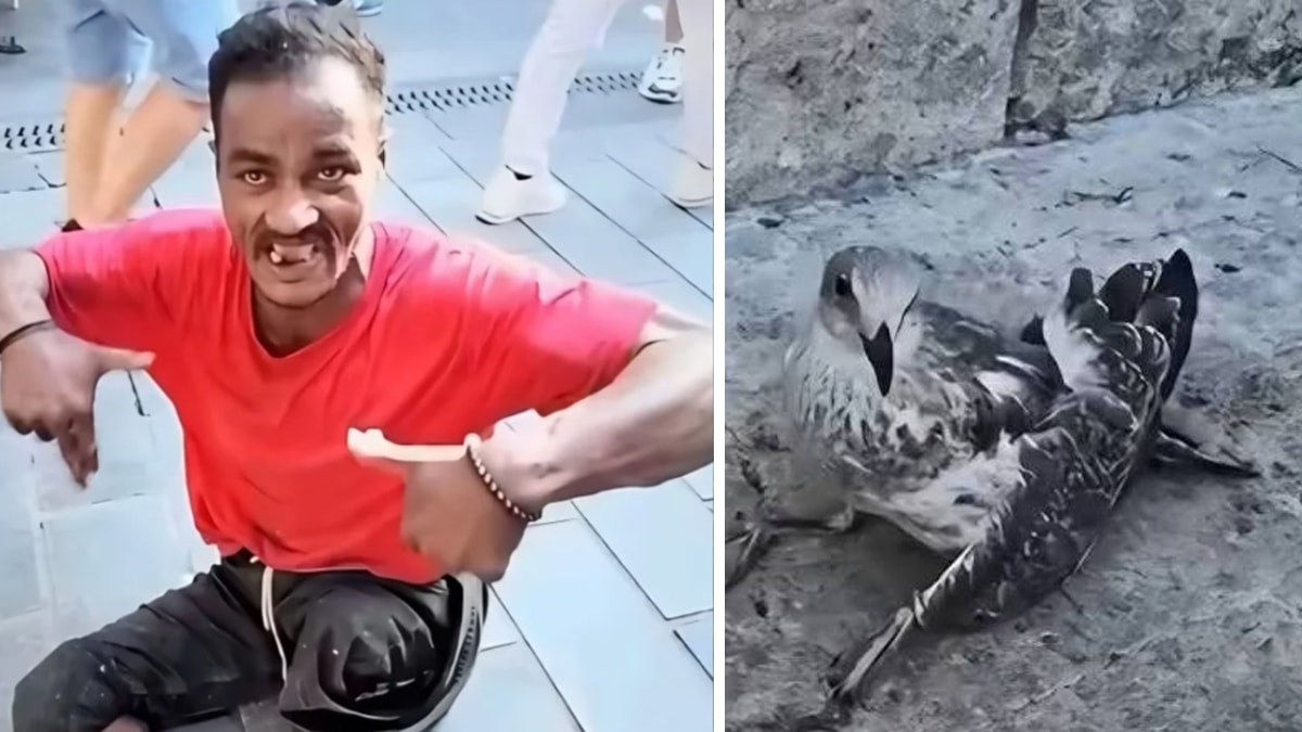 Üsküdar'da martıların kanatlarını kesen şüpheli gözaltına alındı