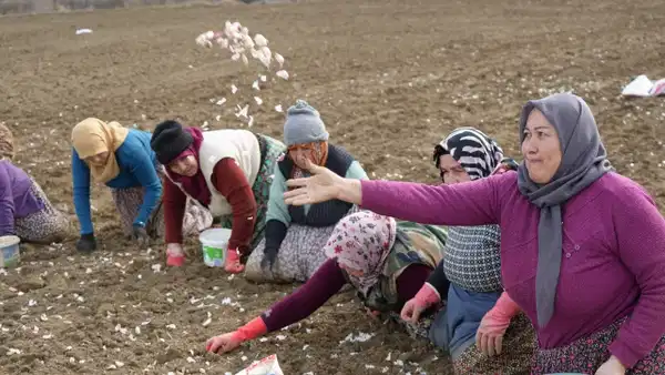 Üyük sarımsağı tarlada tükendi: 10 aylık eforun karşılığı 60 TL