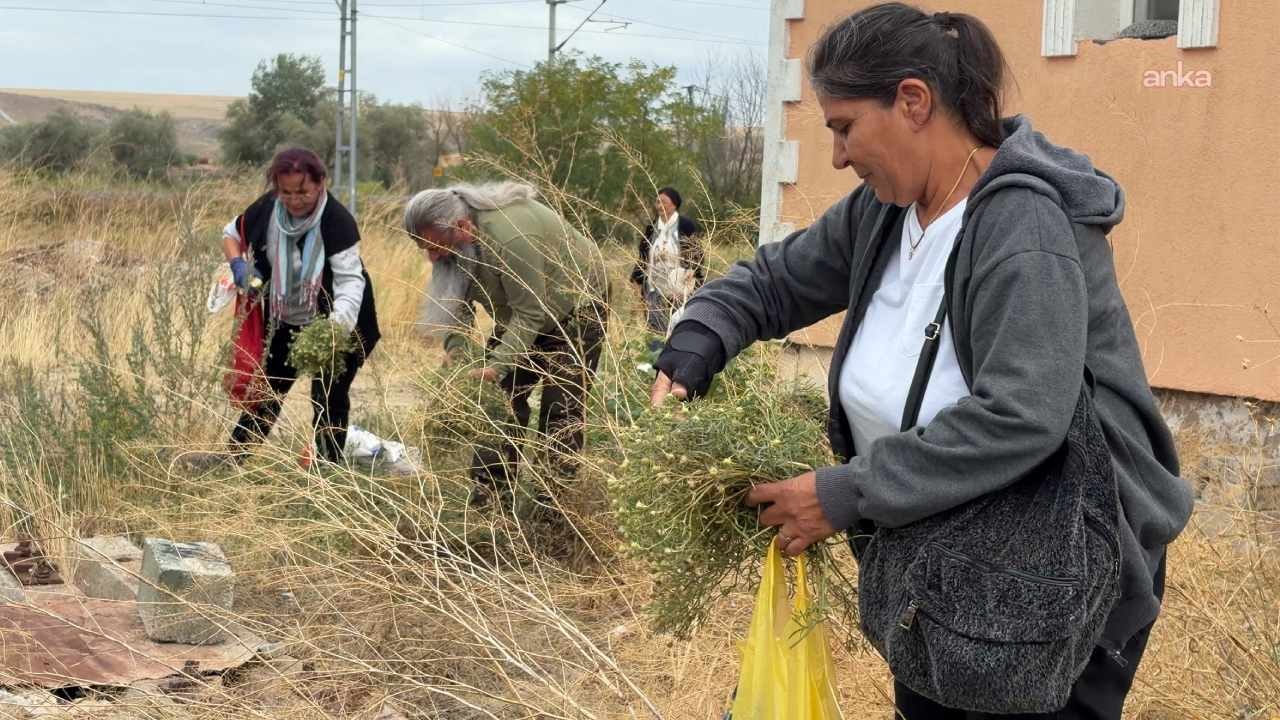 Üzerlik Otu Yozgat'ta 60 TL'den Satılıyor: Nazara Karşı Asırlık Gelenek