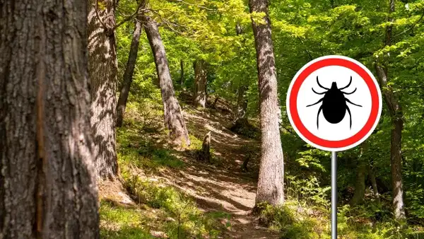 Uzmanından hayati uyarı: Kene yapıştığında bu hataları sakın yapmayın