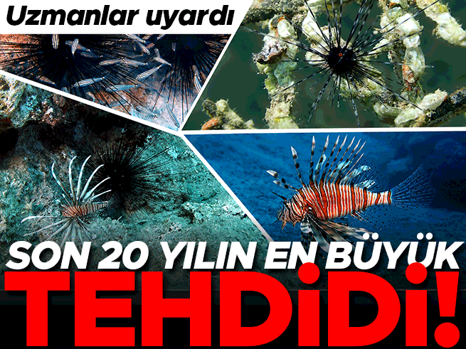 Uzmanlardan Zehirli Deniz Canlısı Uyarısı: Tanımadık Balığa Dokunmayın