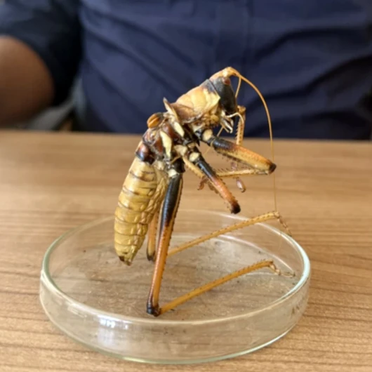 Van'da 20 cm'lik dev çekirgeler: Uzman 'zarar vermeyin' dedi