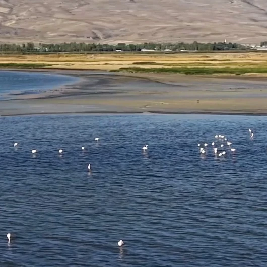 Van Gölü kıyılarında flamingo şöleni