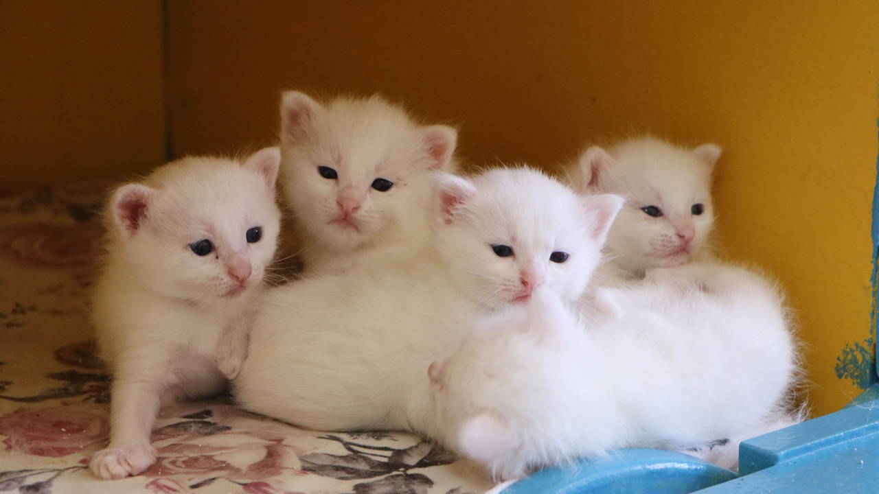 Van Kedi Villası'nda 100 yavru doğdu: Ziyaretçi akını yaşanıyor