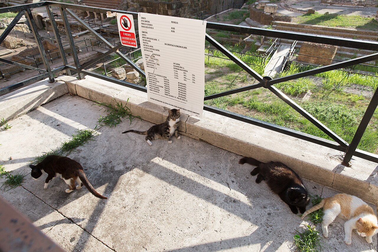 Van'da Sahipsiz Kediler İçin Sıcak Yuva: Kedi Evi Hizmete Girdi