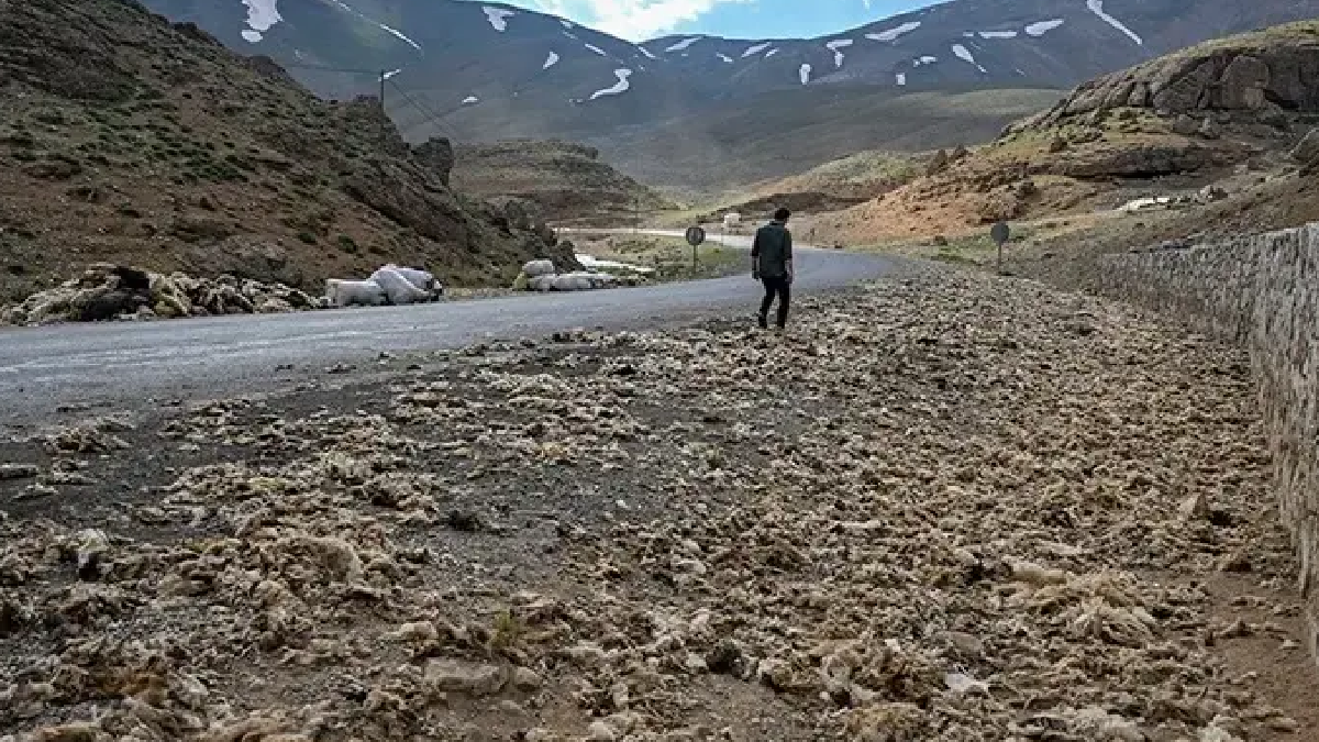 Van'da tonlarca yapağı doğaya atılıyor: Büyük felaket kapıda