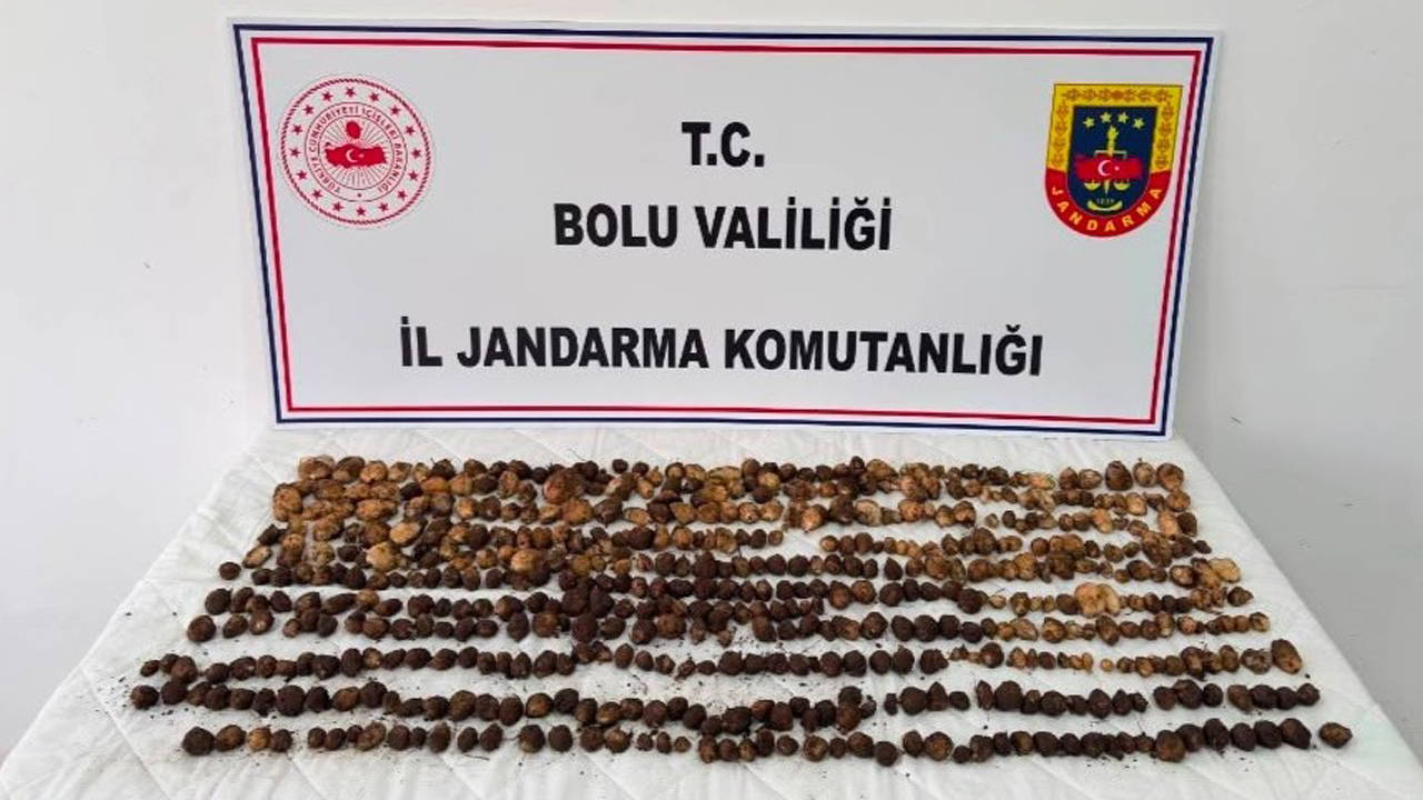 Yabani salep toplayan 3 kişiye 2 milyonluk ceza