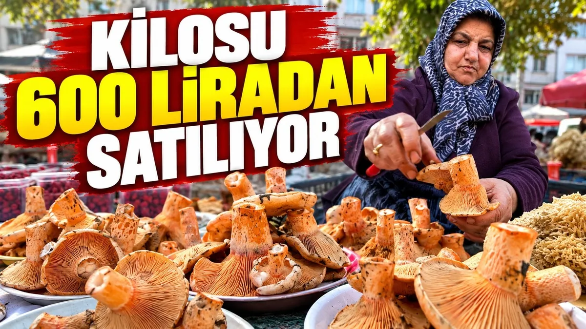Yağış Sonrası Ormanlarda Kanlıca Mantarı Bereketi: Kilosu 600 TL