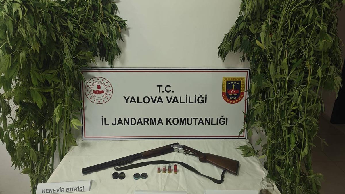 Yalova Çiftlikköy'de Sera Operasyonu: 2 Gözaltı