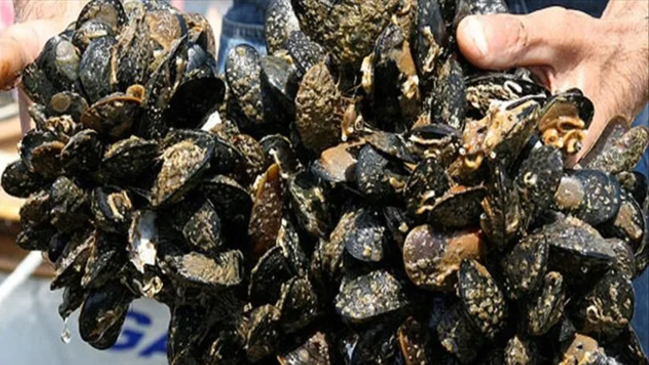 Yalova'da 3 Ton Kaçak Midye Ele Geçirildi