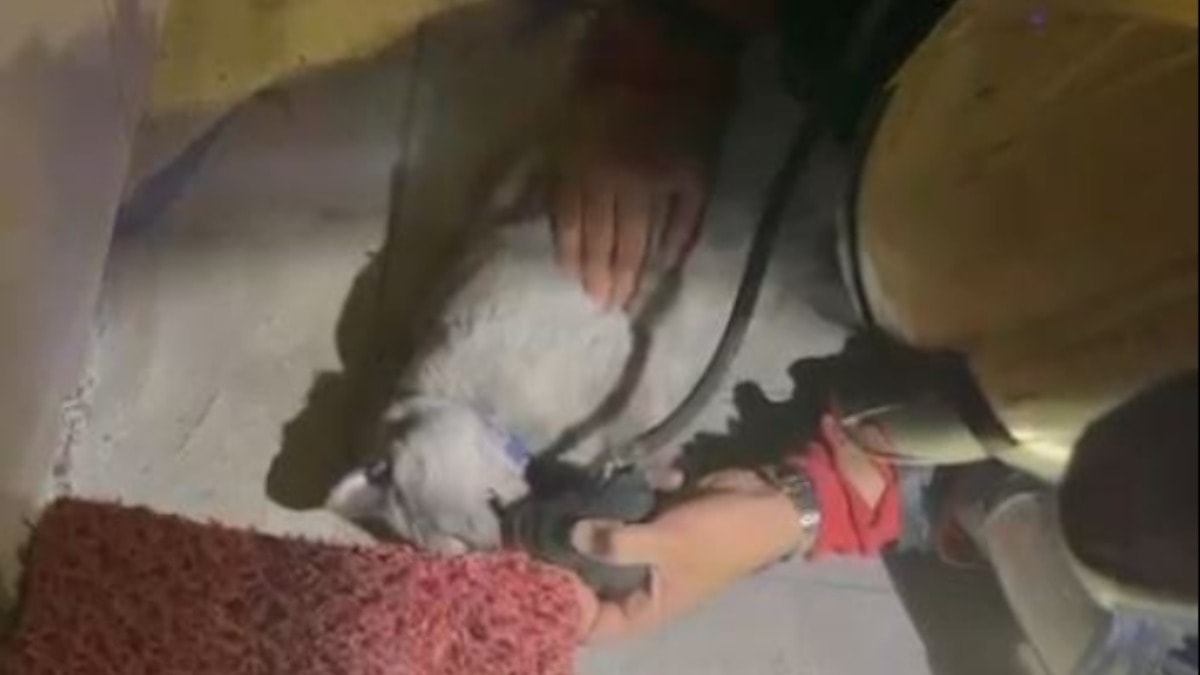 Yangından Kurtarılan Kediye Kalp Masajı: Yürek Isıtan Müdahale