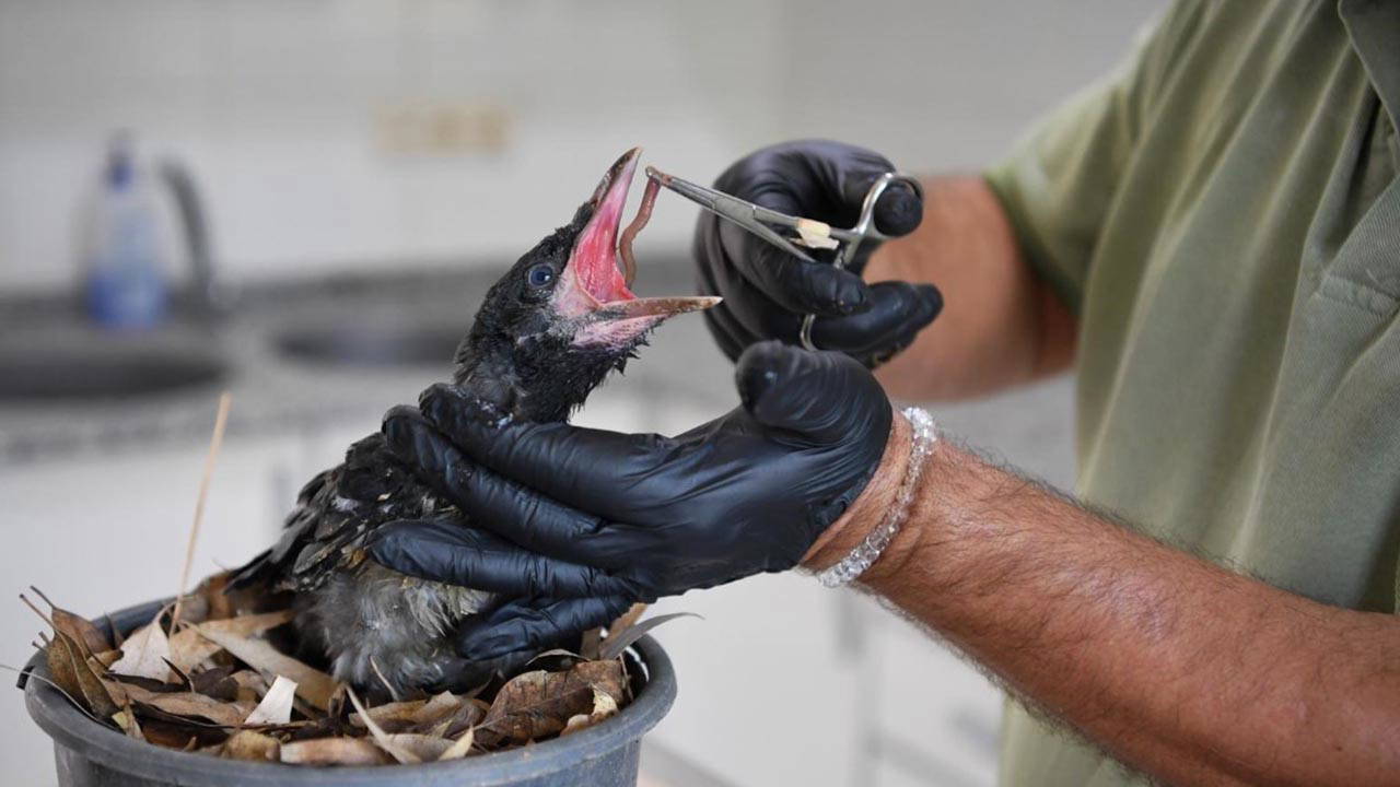 Yaralı Yavru Karga 'Zeytin', Konyaaltı Belediyesi'nin Şefkatli Ellerinde