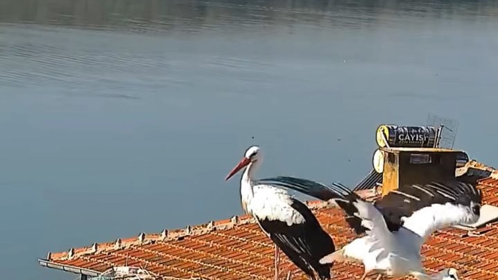 Yaren Leylek ve Nazlı Afrika'ya Uçtu: 15 Yıllık Dostluk Son Buldu