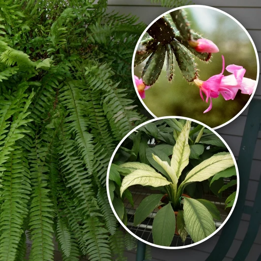 Yatak Odanız İçin 15 Oksijen Üreten Bitki