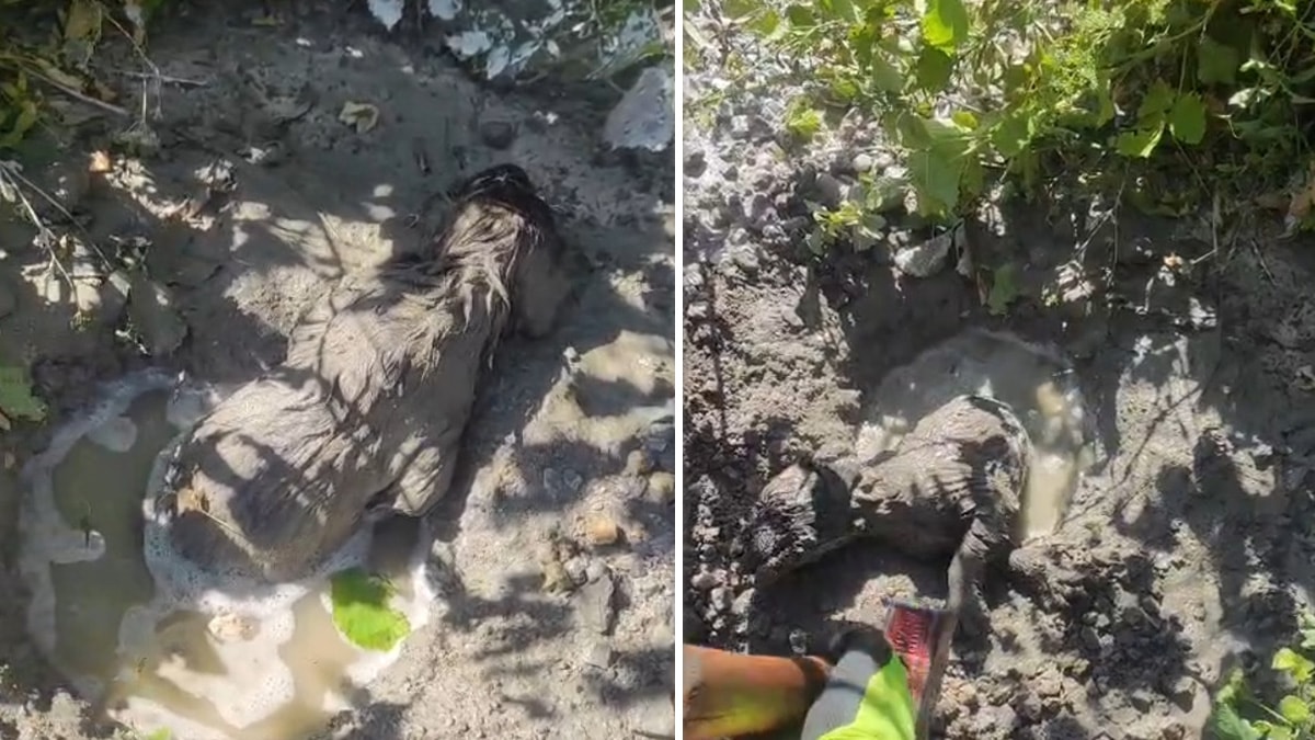 Yavru köpek beton yığını altından sağ kurtarıldı