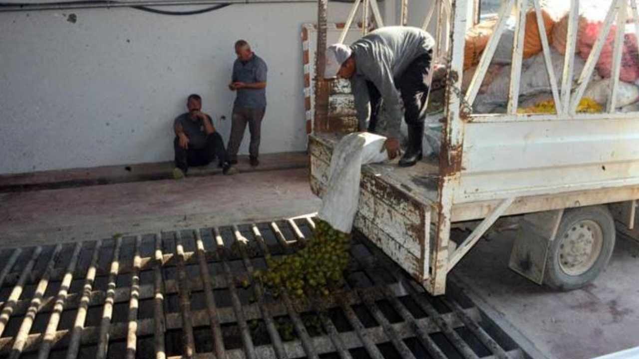 Yeşil altında dev hasat: 20 günde 80 bin lira kazandırıyor