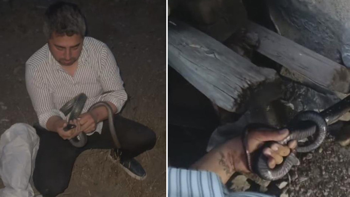 Yılancı Kemal, diyaliz hastası ailenin evine giren iki karayılanı saklandıkları delikte yakaladı