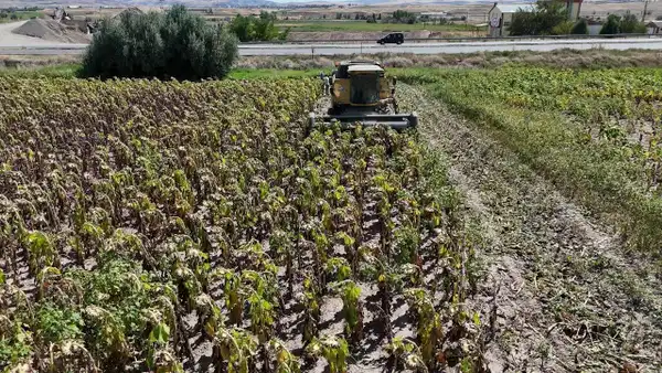 Yozgat'ta Ayçiçeği Hasadı Biçerdöverle Saatler İçinde Tamamlanıyor