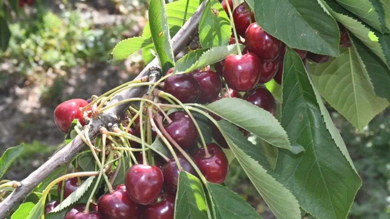 Yozgat'ta dev kiraz bahçesinde hasat mesaisi: 4 ülkeye ihracat