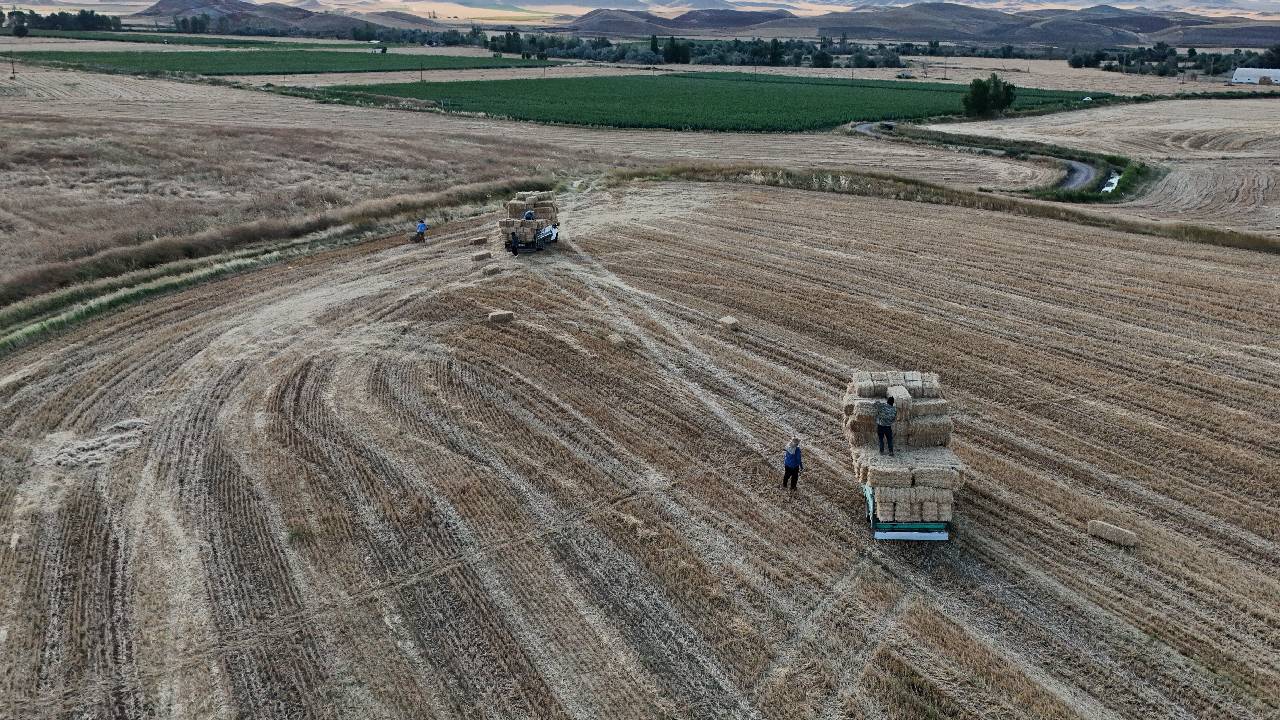Yozgat'ta saman balyalama mesaisi başladı: Günlük 7 bin TL kazanç