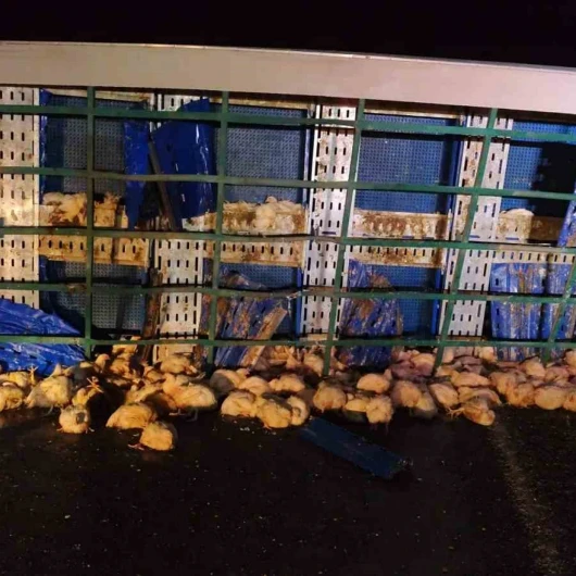 Yozgat'ta Tavuk Yüklü Tır Devrildi: Çok Sayıda Tavuk Telef Oldu
