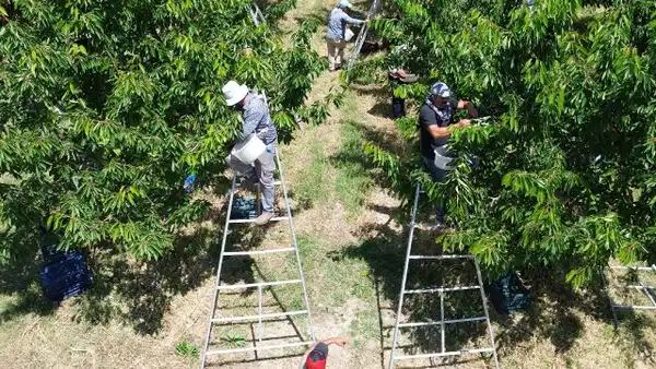 Yozgat'ta tarlalarını birleştiren köylüler gelirlerini 100 kat artırdı