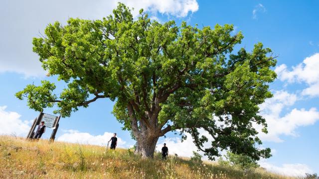 Yozgat'ta 554 Yıllık Anıt Meşe Köylülere Emanet