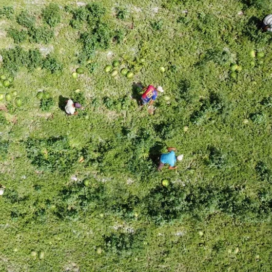 Yozgat'ta Karpuz Hasadı Başladı: Yurt Dışından Yoğun Talep