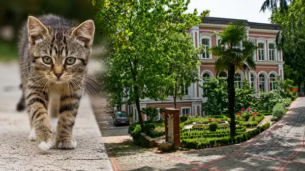 YTÜ'de kedilere toplatılma, akademisyene kampüs yasağı