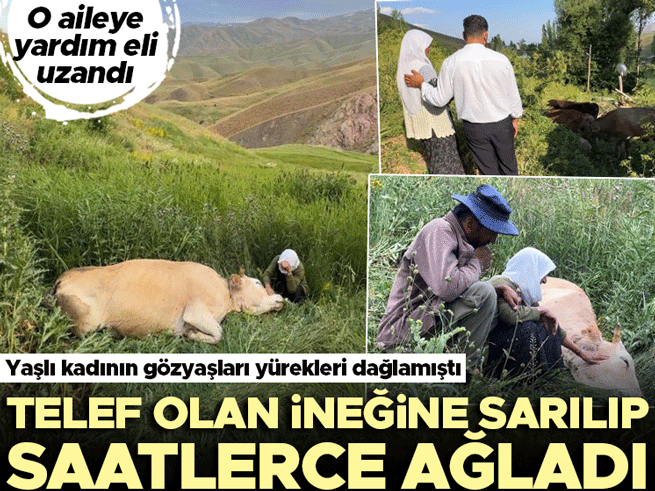 Yüksekova'da 7 çocuk annesi Ayni Özbek'in uçurumdan düşen ineğine gözyaşı yürek dağladı