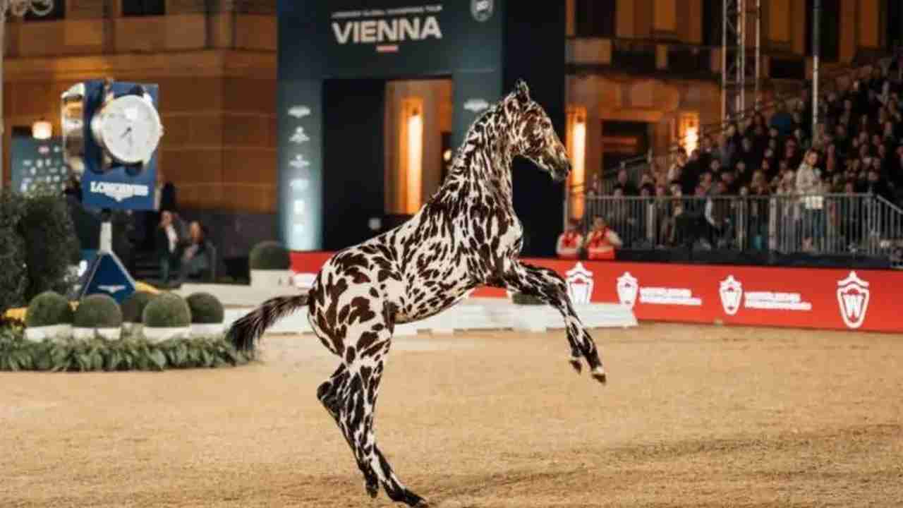 Zebraya Benzeyen Tay, Dubai'ye 75 Bin Euro'ya Satıldı