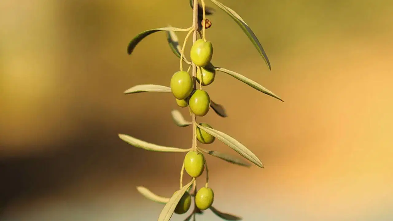 Zeytin Türkiye Ekonomisinin Stratejik Sürücüsü Olmaya Devam Ediyor
