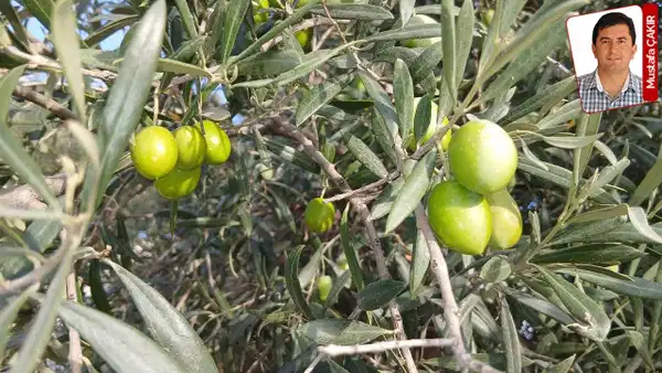 Zeytin Üreticileri Fiyat Düşüklüğüne 'Toplamama' Eylemiyle Tepki Gösterdi