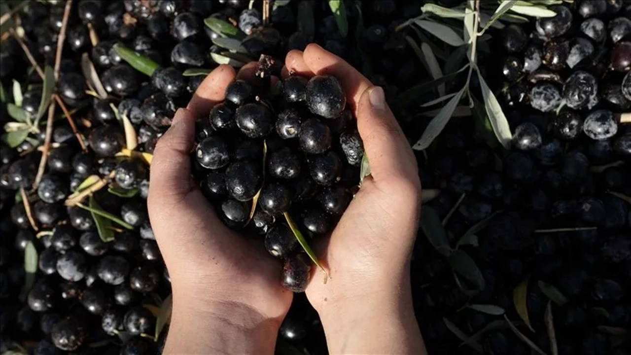 Zeytin Üreticileri İsyan Etti: 'Her Şey Bitik, Hiçbir Şey Para Etmiyor