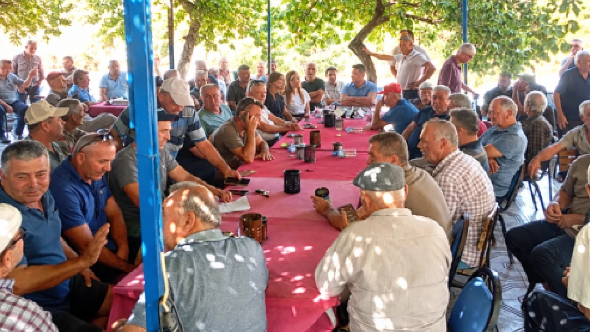 Zeytin Üreticileri Karar Aldı: Ürünler 10 Gün Dalda Kalacak