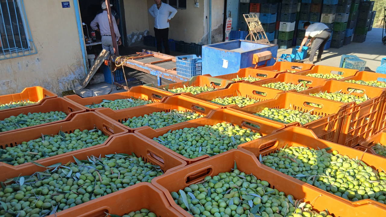 Zeytin üreticilerinden alım fiyatına tepki: Maliyetler katlandı