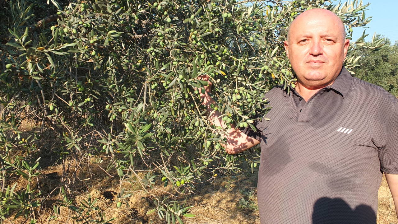 Zeytin üreticisi hasat öncesi destek istiyor: 'Yüksek maliyet üreticiyi zorluyor