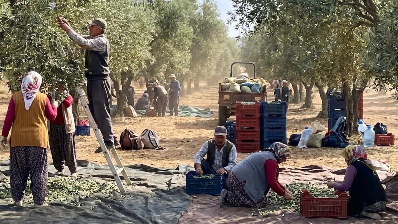 Zeytin Üreticisi Tarlada 20 TL'ye Alıcı Bulamıyor, Markette 350 TL