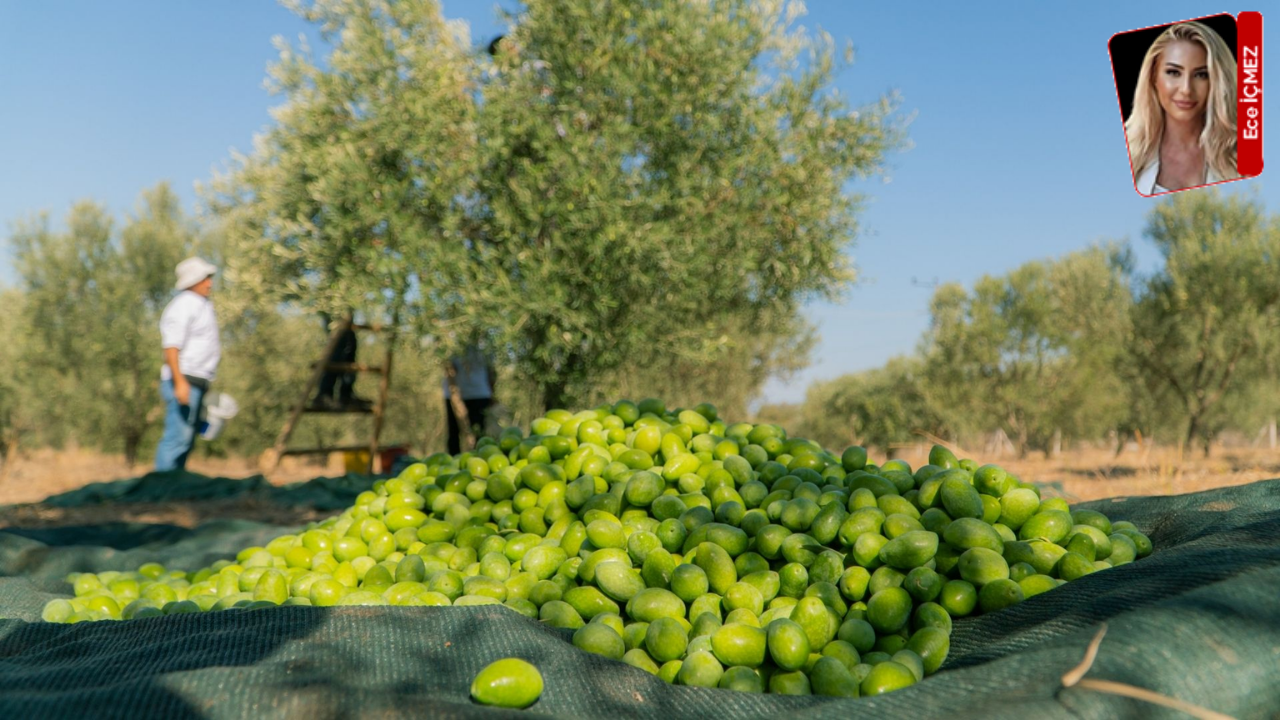 Zeytin ve zeytinyağı sektöründe belirsizlik endişesi büyüyor