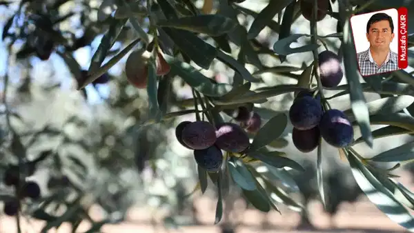 Zeytinde Hasat Başladı: Üretici 30 Liraya Satıyor, Market 300 Lira