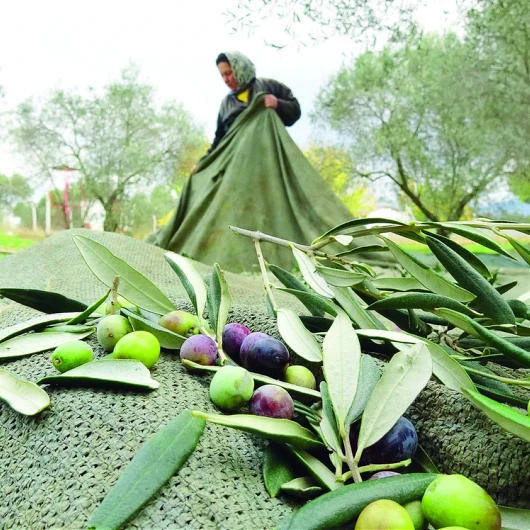 Zeytinde Rekolte Yüksek, Maliyetler Beli Büküyor