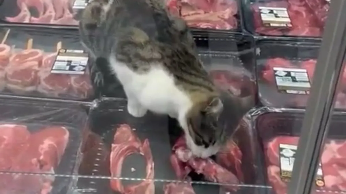 Zincir markette skandal: Reyon dolabında et yiyen kedi
