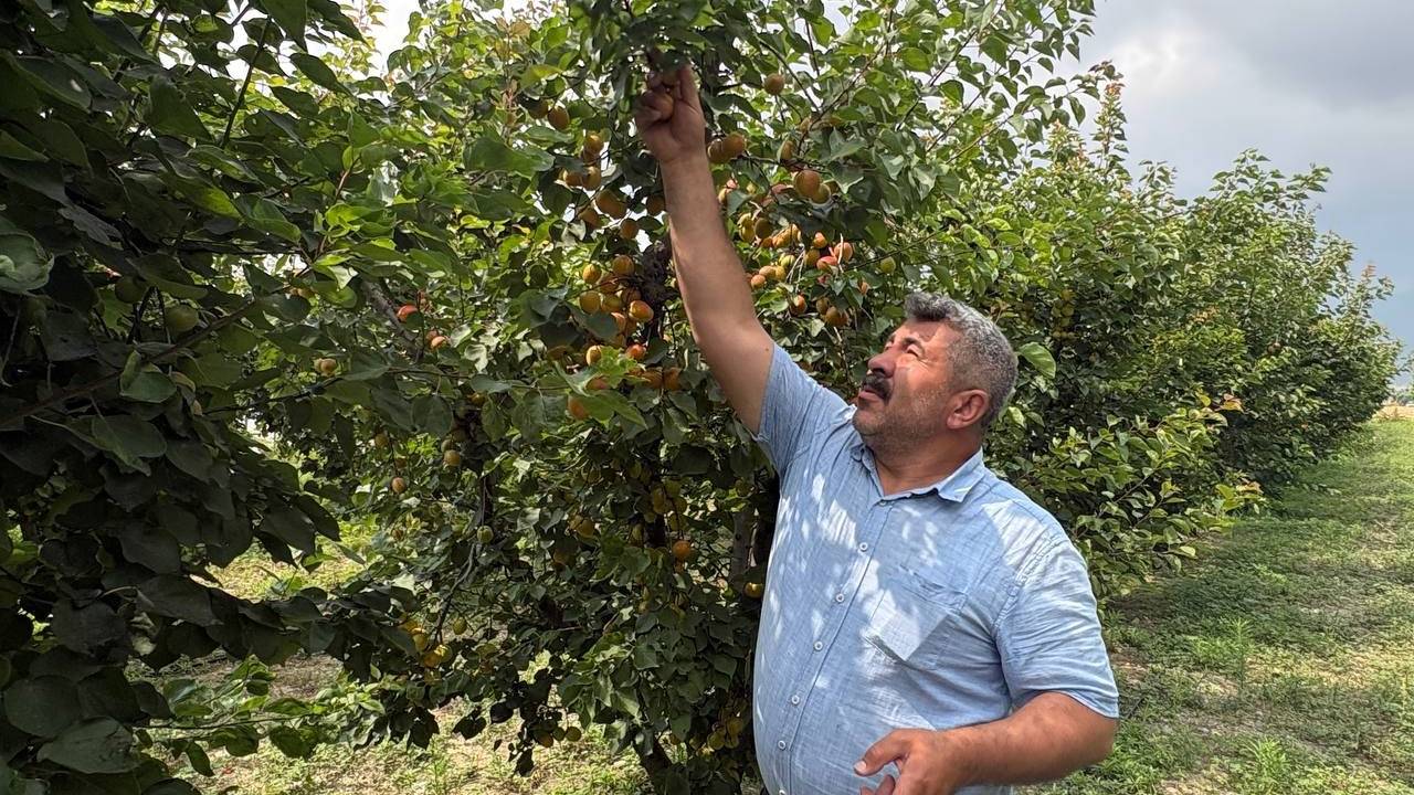 Ziraat mühendisinin önerisiyle diktiği Orange Ruby kayısıda rekor verim